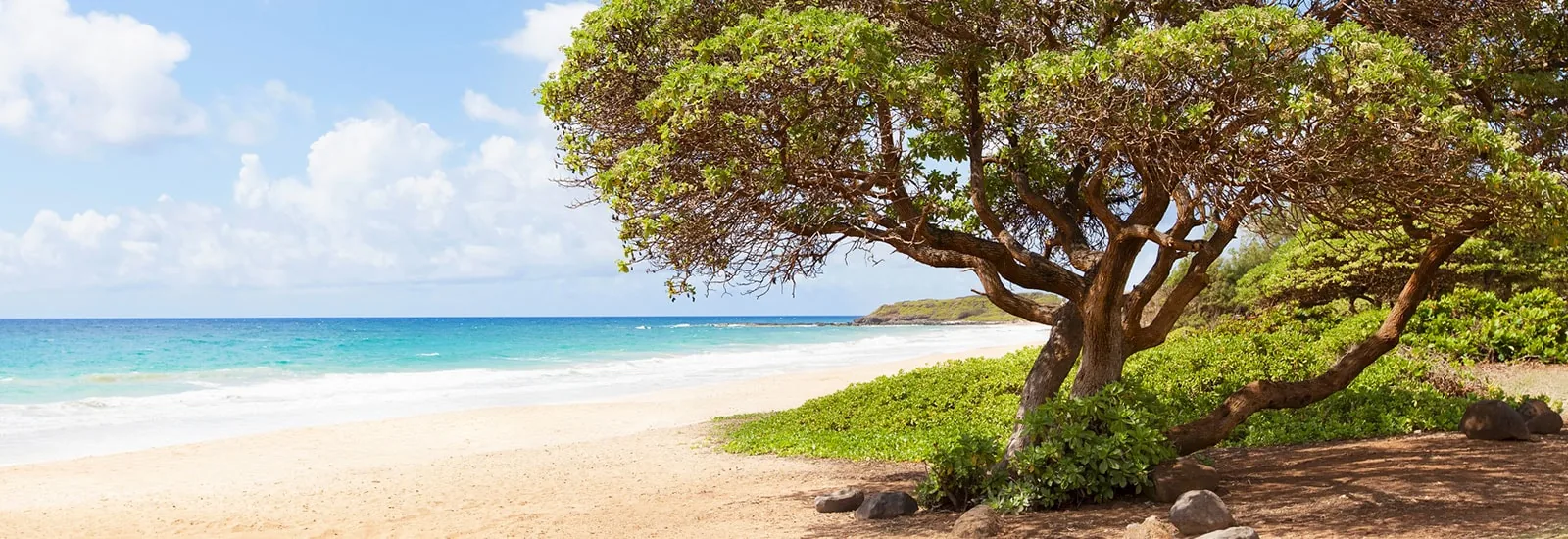 A quiet Kauai beach with a windswept tree, turquoise water, and open sand